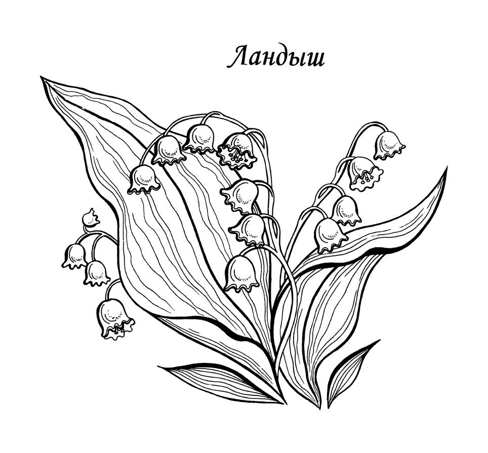 Ландыши раскраска Ландыши раскраска